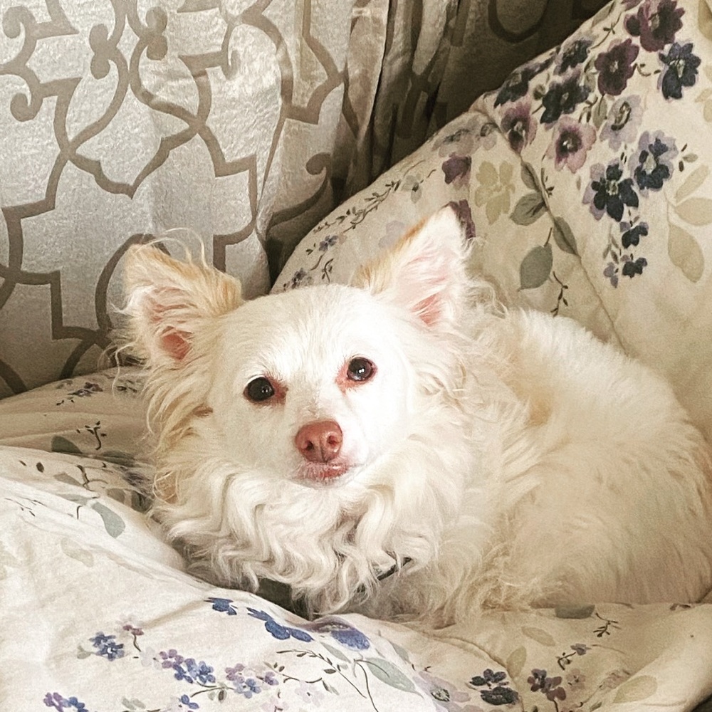 Meet your Posher, Holly